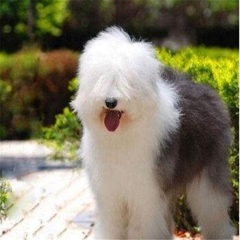 古代牧羊犬幼犬活体古牧纯种宠物狗狗古牧犬活体幼犬幼崽公母均有包