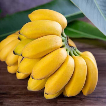 香蕉广西小米蕉(现摘现发)新鲜banana自然熟孕妇水果当季香蕉芭蕉宝宝