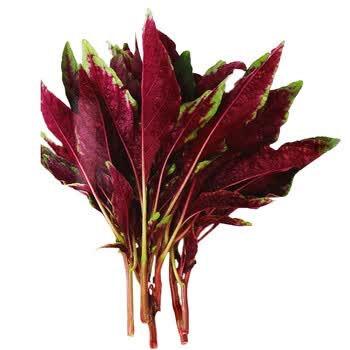 寿禾苋菜蔬菜种子汉菜红苋菜四季批发菜籽阳台叶菜类菜种子春冬季播种