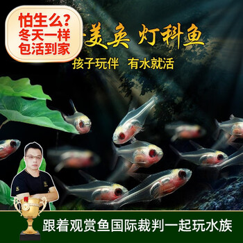 美人雾 灯科鱼热带鱼小型观赏鱼活鱼活体红绿灯鱼淡水草缸群游 红肚玻璃10条