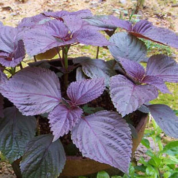 紫苏种子种籽孑苗盆栽可食用苏子紫苏叶籽种四季种植菜苏子叶紫苏1000