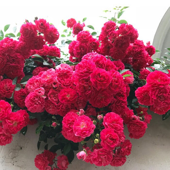 植物庭院绿化开花大花量多四季开花月季花苗 甜蜜红木香【爬藤木香】