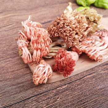 五折 现货 新鲜菌2斤老鼠脚扫帚菌野生菌云南菌菇龙爪菇 鲜扫把菌