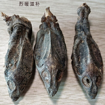 鳖头乌干鳖首乌龟首带脖鳖头水鱼头甲鱼头中材鳖头甲头鱼水鱼头5个