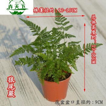 蕨类植物铁线蕨盆栽室内耐阴盆栽语墨狼尾蕨原盆土营养钵 图片价格品牌报价 京东