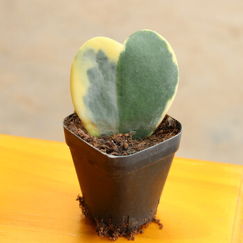 陆地多肉植物肉肉心形室内一片心办公桌情人礼品爱心爱心锦带盆栽好