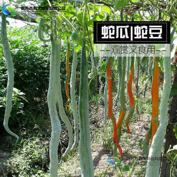 梦里丹蛇豆种子蛇瓜种子蛇豆角种子蛇豆角种子爬藤蔬菜种子阳台栽蛇豆