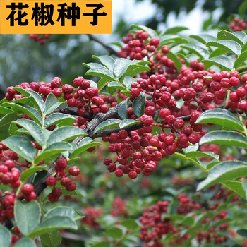 红花椒种山椒红麻椒大红袍花椒种子川花椒树刺篱笆传统老花椒种籽红花椒种子 半斤 图片价格品牌报价 京东