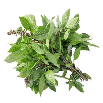 兮柔九层塔食用新鲜泰国金不换冬阴功食材新鲜香料菜三杯鸡新鲜蔬菜