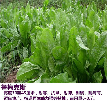 黑麦草苏丹草高丹草菊苣紫花苜蓿种籽 鲁梅克斯/斤【猪牛兔鸭鹅】