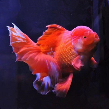 金鱼活鱼观赏鱼百褶泰狮精品f1红白菠萝黑狮鱼淡冷水宠物包活 9-10cm