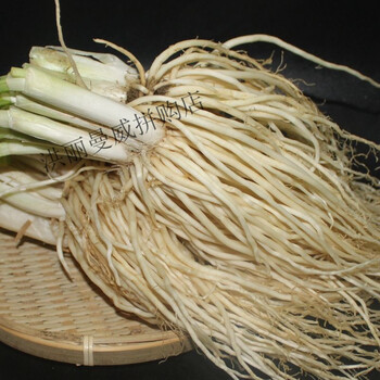 撇菜根 新鲜皮菜苤菜根 云南特产大叶韭菜 须子根 可种植腌制炖汤 3