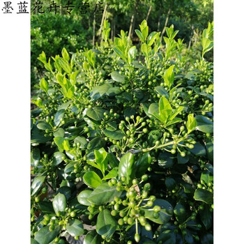 园艺 枸骨树造型苗老虎刺八角猫儿有刺无刺枸骨球苗 6年生无刺枸骨