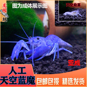 人工天空蓝魔佛蓝白橘螯虾龙纹鳌虾观赏虾活体宠物淡水小龙虾天空蓝魔虾1 1 5cm 2只 图片价格品牌报价 京东