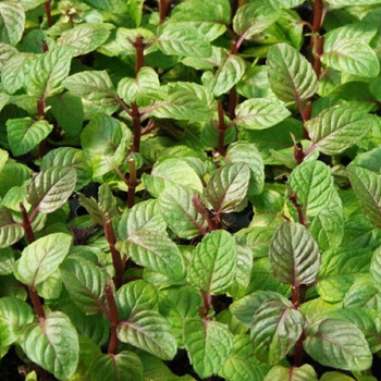 香草植物盆栽草莓浆果奶油薄荷洋甘菊柠檬百里香迷迭香 浆果奶油薄荷