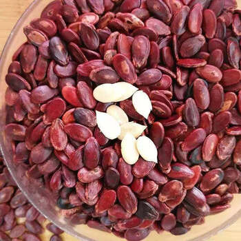 广西贺州八步红瓜子西瓜子原味生瓜子1斤 生瓜子1斤 生瓜子1斤 0kg