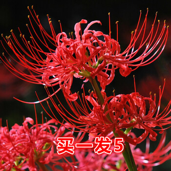 买一发5 彼岸花种球盆栽四季曼珠沙华多年生耐寒石蒜室内净化空气花卉种球10颗混色装送加仑盆 土 肥其他 图片价格品牌报价 京东 买一发5 彼岸花种球盆栽四季曼珠沙华多年生耐寒石蒜室内净化空气花卉种球10颗混色装送加仑盆 土 肥其他 图片价格品牌报价 京东