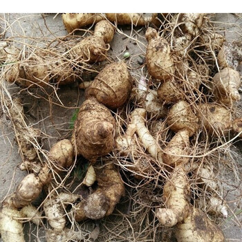 黄精种芽深山现挖新鲜黄精种苗芽种鸡头根甜黄精黄精种芽500克1斤