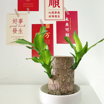 九月生圣诞节礼物巴西木中号 九月生水培巴西木幸运木带玩偶绿植盆景办公室桌面植物室内绿植装饰摆件四季常青好养大号 行情报价价格评测 京东
