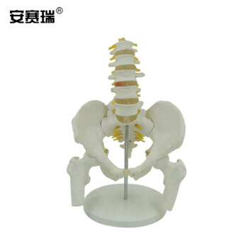 安赛瑞 关节模型 人体骨盆带五节腰椎模型 骨骼模型 妇产科骨外科疼痛科骨骼教学模型 601397