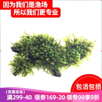 打造独特水族箱-云峰海瑞高品质水草用品