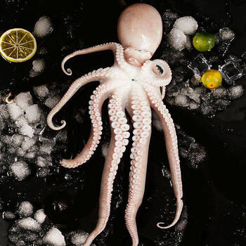 顺丰直达长腿八爪鱼有墨米新鲜海鲜爆头鲜活冷冻超大2斤长腿八爪鱼