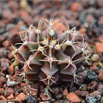 仙人球组合实生无刺仙人掌多肉花卉植物室内花小盆栽精品星兜稀有 瑞