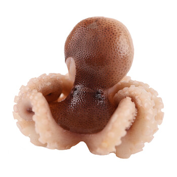 大连新鲜八爪鱼海鲜鲜活冷冻小章鱼迷你八爪鱼即食麻辣长腿章鱼足