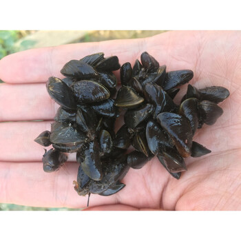 杜氏珠蚌圆顶珠蚌小河蚌原生活体宠物淡水冷水鳑鲏旁皮繁殖除藻淡水