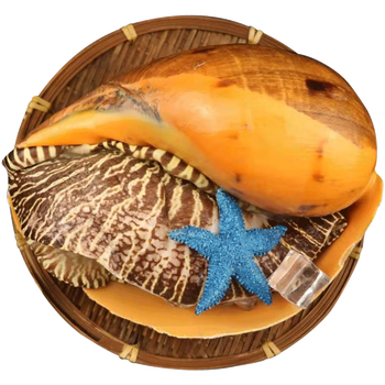 尚淘 大黄螺黄金螺椰子螺木瓜螺油螺海鲜水产 大黄螺1.4-1.5斤/个