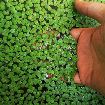 水葫芦水生植物鱼缸金鱼乌龟水草造景净化水质水培绿植浮萍1000颗 图片价格品牌报价 京东