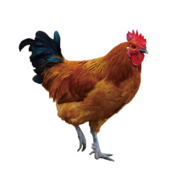 正宗黑脚土公鸡新鲜土鸡农家大公鸡走地鸡整只土鸡45斤45斤