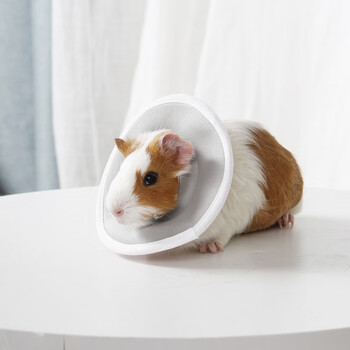 吉仔仔小宠伊丽莎白圈仓鼠蜜袋鼯防抓防咬防护罩荷兰猪护理圈 灰绿色