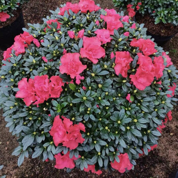 精品玫红杜鹃 冠幅约40cm(带花苞)