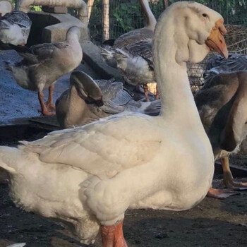 灰狮头鹅苗特大型巨型鹅苗pk纯种白狮头鹅口感鲜嫩滋补养身一公一母