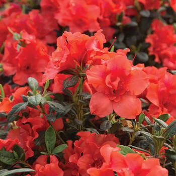 安酷进口多季杜鹃花盆栽小苗四季开花杜鹃花苗室外花园花卉树苗 余烬