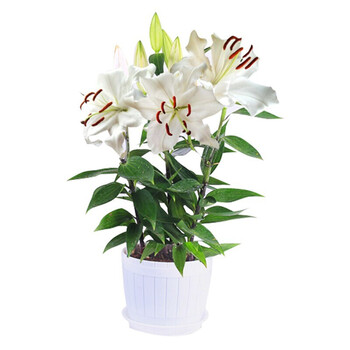 花无痕百合花种球带芽香水百合种球百合花种子球根百合花卉百合植物百合盆栽白色百合 花瓣盆 土 图片价格品牌报价 京东 花无痕百合花种球带芽香水百合种球百合花种子球根百合花卉百合植物百合盆栽白色百合 花瓣盆 土 图片价格品牌报价 京东