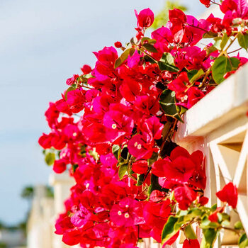 中梦重瓣红三角梅盆栽勤花大苗爬藤老桩树苗花卉植物室内新品Z1 红宝石5年苗 不含盆