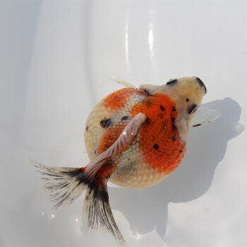 鼠头珍珠鳞金鱼活鱼精品红白珍珠蓝背五花珍珠冷水观赏鱼好养 精品五