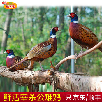 桃李旺（taoliwang） 七彩山鸡 雉鸡  农村山涧雉鸡 新鲜鸡肉 营养丰富整只七彩鸡肉  公雉鸡【1只】