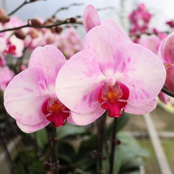 天山美人蝴蝶兰中苗(带花剑) 原盆土发货