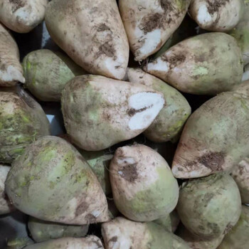 新鲜芥菜疙瘩芥菜头辣疙瘩生大头菜东北疙瘩菜芥菜英子辣菜疙瘩净重5