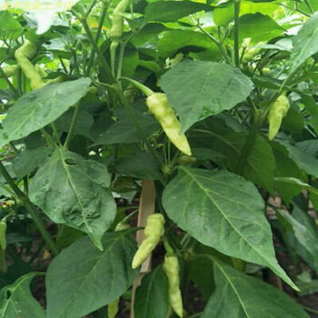 紫美人辣椒苗秧苗指天椒苗正宗樟树港辣椒苗青阳野山椒小米椒种苗