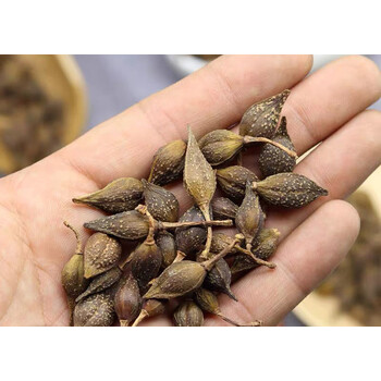 连翘银翘中药材青翘连翘黄翘老翘250克250g