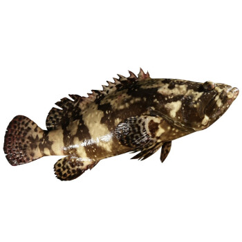 虎斑鱼 鲜活龙胆石斑鱼 海鱼 2斤左右/条 海鲜水产 顺丰 大菜园