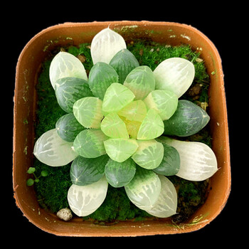 多肉植物新款 玉露姬寿多肉大窗萌肉肉室内hp 琥珀玉露3-6cm 不含盆