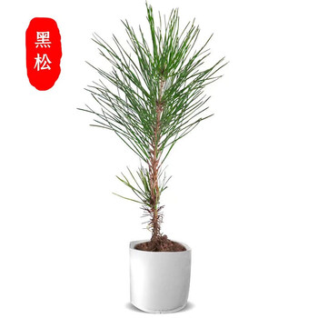 2023年3月4日更新【万能白菜价】的图片 第7张