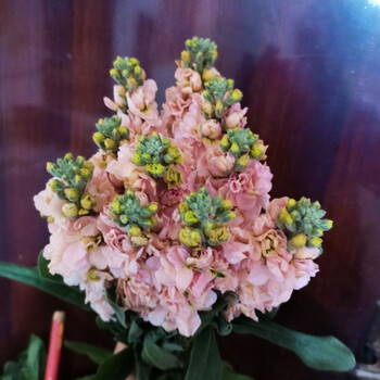 云南紫罗兰鲜花金鱼草鲜花办公室家庭插花 旧故里 紫罗兰香槟色8支