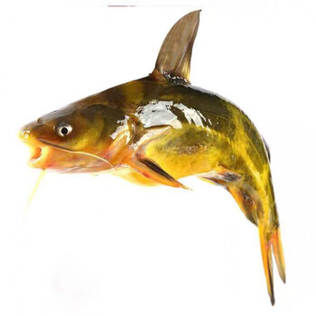 水库黄骨鱼昂刺鱼昂针鱼黄辣丁鱼活鱼嘎牙子鱼黄颡鱼现杀鲜活 大号12