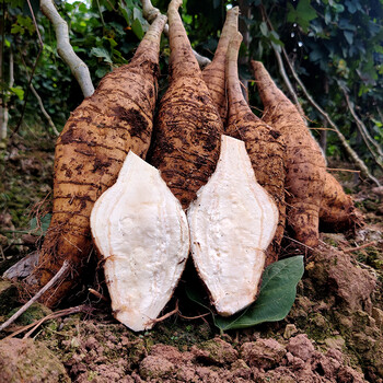 现挖新鲜广西无渣粉葛广东煲汤生吃野生葛薯 2500g